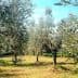 Olive trees in a grove with green foliage and a clear blue sky in San Casciano in Val di Pesa, Florence. - Olive Oil Times