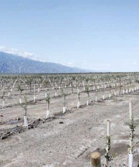A row of young trees planted in an agricultural field with mountains in the background. - Olive Oil Times