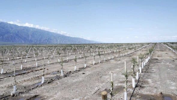 A row of young trees planted in an agricultural field with mountains in the background. - Olive Oil Times