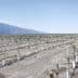 A row of young trees planted in an agricultural field with mountains in the background. - Olive Oil Times