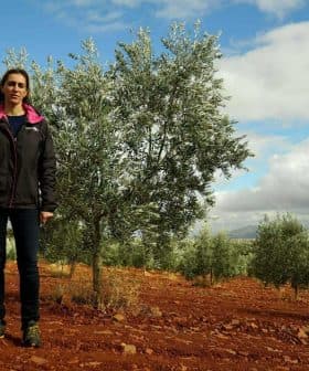 Individual standing in an olive grove with green trees and red soil in the background. - Olive Oil Times
