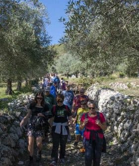 A group of people walking along a path surrounded by olive trees and stone walls. - Olive Oil Times