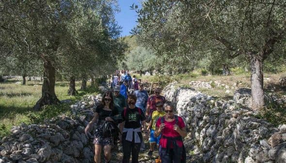 A group of people walking along a path surrounded by olive trees and stone walls. - Olive Oil Times