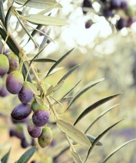 Close-up of an olive branch with clusters of ripe olives in various shades of green and purple. - Olive Oil Times