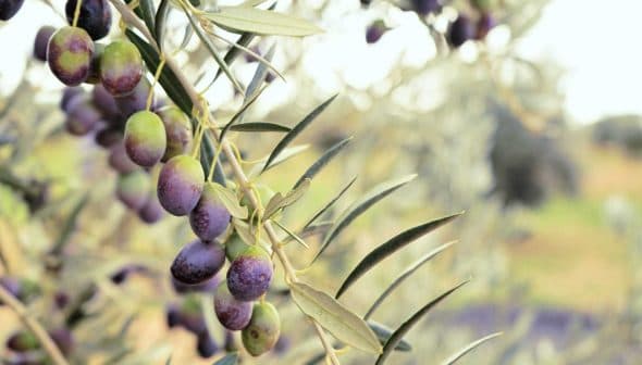 Close-up of an olive branch with clusters of ripe olives in various shades of green and purple. - Olive Oil Times