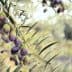 Close-up of an olive branch with clusters of ripe olives in various shades of green and purple. - Olive Oil Times
