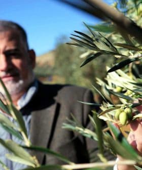 Man standing in an olive grove, holding an olive branch with olives in focus. - Olive Oil Times