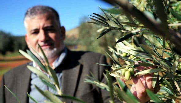 Man standing in an olive grove, holding an olive branch with olives in focus. - Olive Oil Times