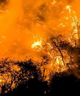 Intense flames engulfing trees and vegetation during a forest fire, with smoke rising into the air. - Olive Oil Times