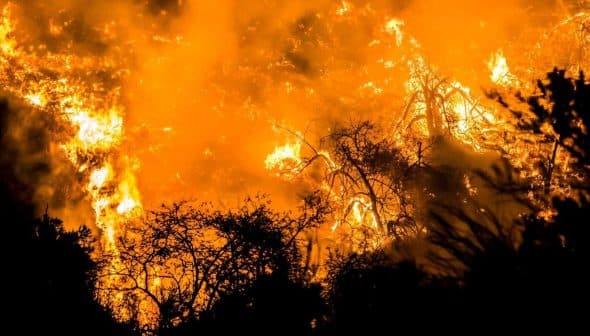 Intense flames engulfing trees and vegetation during a forest fire, with smoke rising into the air. - Olive Oil Times