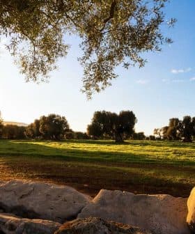 Sunlight filtering through olive trees in a grove during sunset with a grassy field. - Olive Oil Times