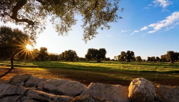 Sunlight filtering through olive trees in a grove during sunset with a grassy field. - Olive Oil Times