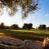 Sunlight filtering through olive trees in a grove during sunset with a grassy field. - Olive Oil Times