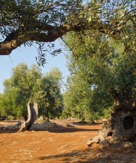 A group of olive trees with gnarled trunks in a sunlit field. - Olive Oil Times