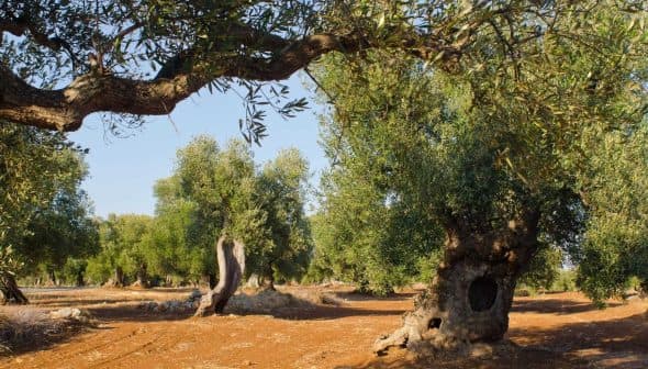 A group of olive trees with gnarled trunks in a sunlit field. - Olive Oil Times