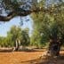 A group of olive trees with gnarled trunks in a sunlit field. - Olive Oil Times