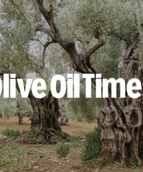 Ancient olive trees with gnarled trunks in an olive grove setting. - Olive Oil Times