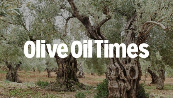 Ancient olive trees with gnarled trunks in an olive grove setting. - Olive Oil Times