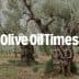Ancient olive trees with gnarled trunks in an olive grove setting. - Olive Oil Times