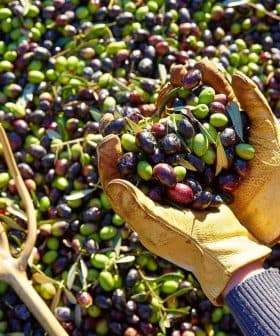 Person wearing gloves holding a mix of green and black olives above a pile of olives on the ground. - Olive Oil Times