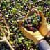 Person wearing gloves holding a mix of green and black olives above a pile of olives on the ground. - Olive Oil Times