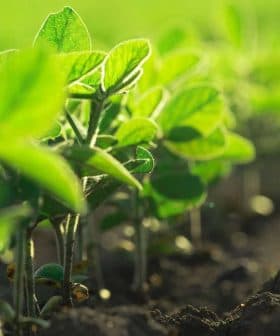 Close-up view of young green soybean plants growing in dark soil. - Olive Oil Times