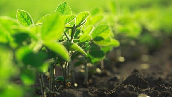 Close-up view of young green soybean plants growing in dark soil. - Olive Oil Times