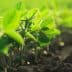 Close-up view of young green soybean plants growing in dark soil. - Olive Oil Times
