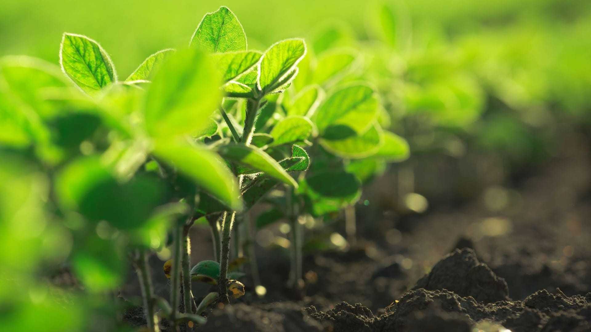 Close-up view of young green soybean plants growing in dark soil. - Olive Oil Times