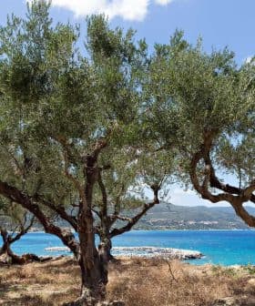 Olive trees with twisted trunks growing near a blue coastal area under a clear sky. - Olive Oil Times