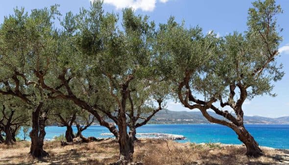 Olive trees with twisted trunks growing near a blue coastal area under a clear sky. - Olive Oil Times