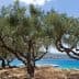 Olive trees with twisted trunks growing near a blue coastal area under a clear sky. - Olive Oil Times