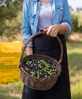 Person holding a woven basket filled with green and black olives in an outdoor setting. - Olive Oil Times