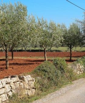 Row of olive trees with a dirt path and stone wall in a rural setting. - Olive Oil Times