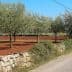 Row of olive trees with a dirt path and stone wall in a rural setting. - Olive Oil Times