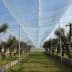 Olive trees arranged in rows under a protective canopy in an agricultural setting. - Olive Oil Times