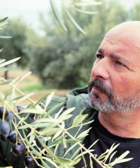 Man inspecting an olive branch with ripe olives in an olive grove. - Olive Oil Times