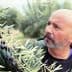 Man inspecting an olive branch with ripe olives in an olive grove. - Olive Oil Times