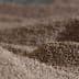 Close-up view of a textured pile of grain with a sandy appearance and varying heights. - Olive Oil Times