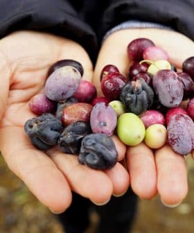Two hands holding a variety of olives in different colors and sizes. - Olive Oil Times