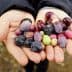 Two hands holding a variety of olives in different colors and sizes. - Olive Oil Times