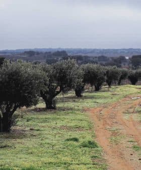 Row of olive trees beside a dirt path in a rural landscape with cloudy sky. - Olive Oil Times