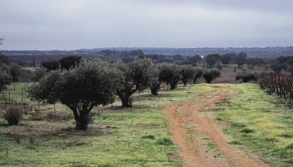 Row of olive trees beside a dirt path in a rural landscape with cloudy sky. - Olive Oil Times