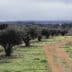 Row of olive trees beside a dirt path in a rural landscape with cloudy sky. - Olive Oil Times