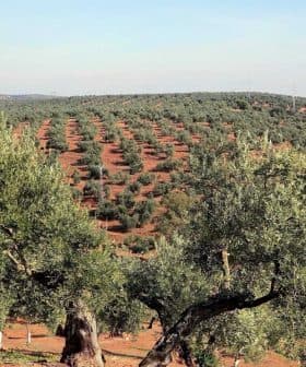 Expansive olive grove with rows of olive trees on a hillside under a clear sky. - Olive Oil Times
