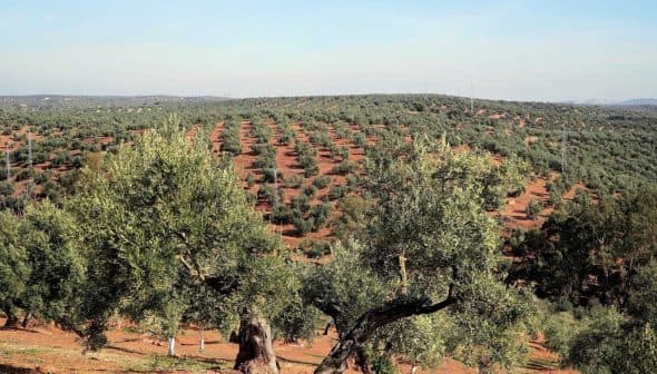 Expansive olive grove with rows of olive trees on a hillside under a clear sky. - Olive Oil Times