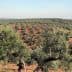 Expansive olive grove with rows of olive trees on a hillside under a clear sky. - Olive Oil Times