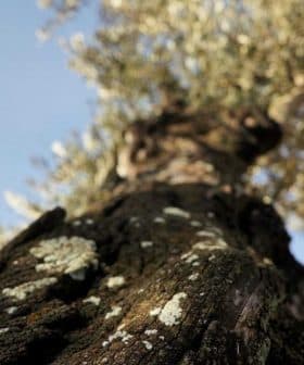 Close-up view of an olive tree trunk with textured bark and green leaves in the background. - Olive Oil Times