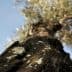 Close-up view of an olive tree trunk with textured bark and green leaves in the background. - Olive Oil Times