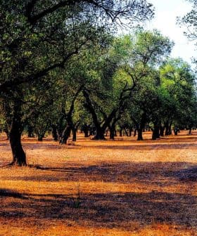 A landscape view of an olive grove featuring mature olive trees and dry ground. - Olive Oil Times